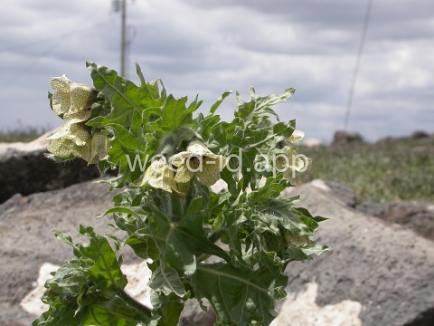 henbane, black
